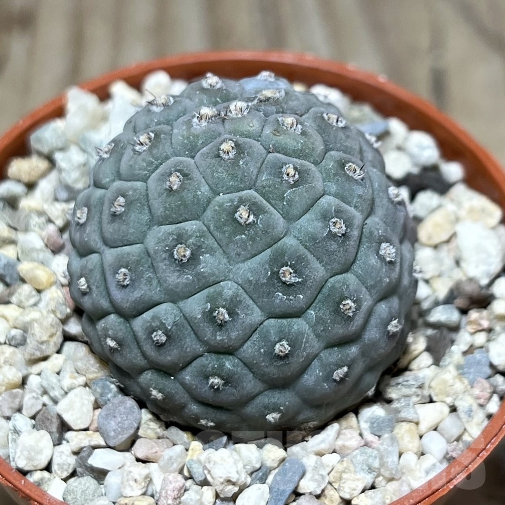 SHPR24397 Tephrocactus geometricus