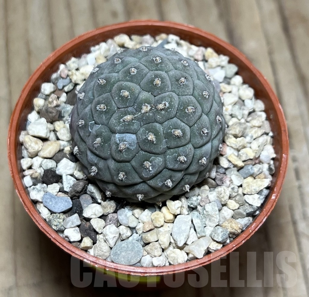 SHPR24397 Tephrocactus geometricus - Image 2