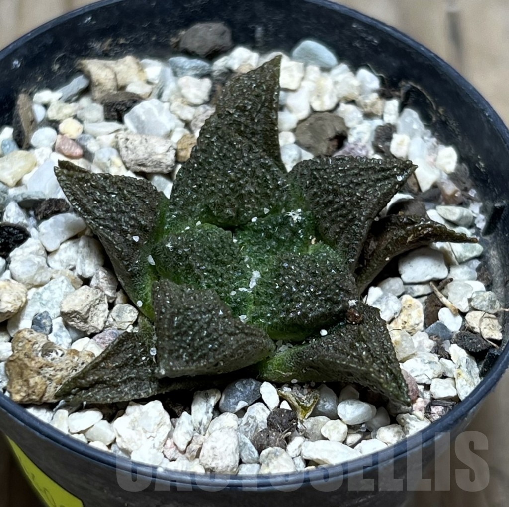 SHPR24400 Ariocarpus fissuratus
