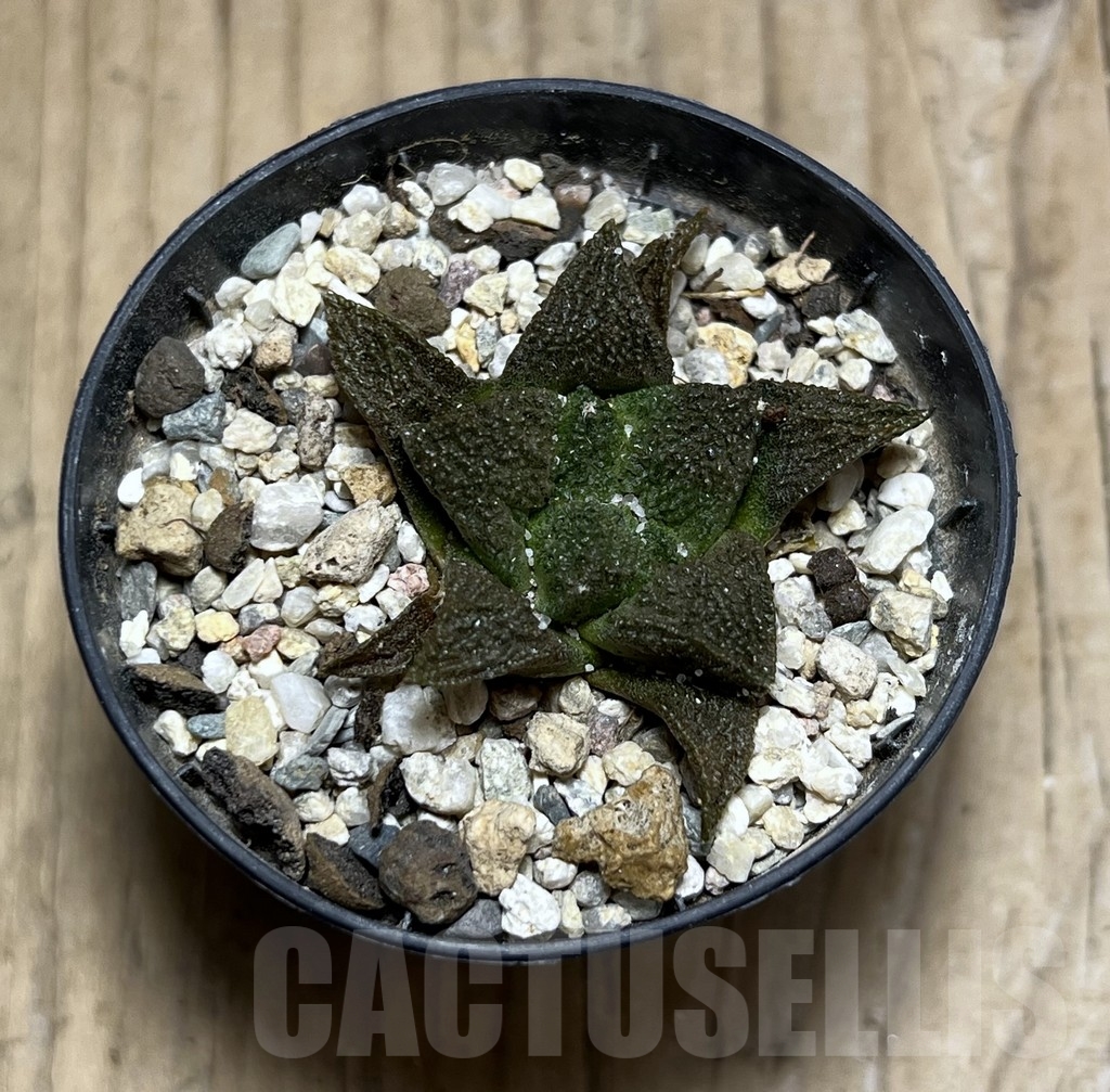 SHPR24400 Ariocarpus fissuratus - Image 2