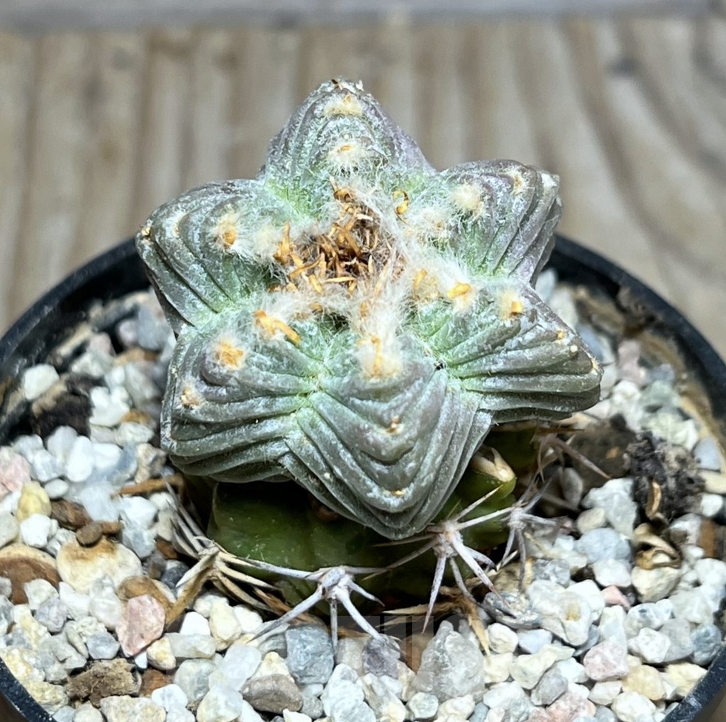 SHPR24407 Aztekium valdezii GCG 10893, grafted