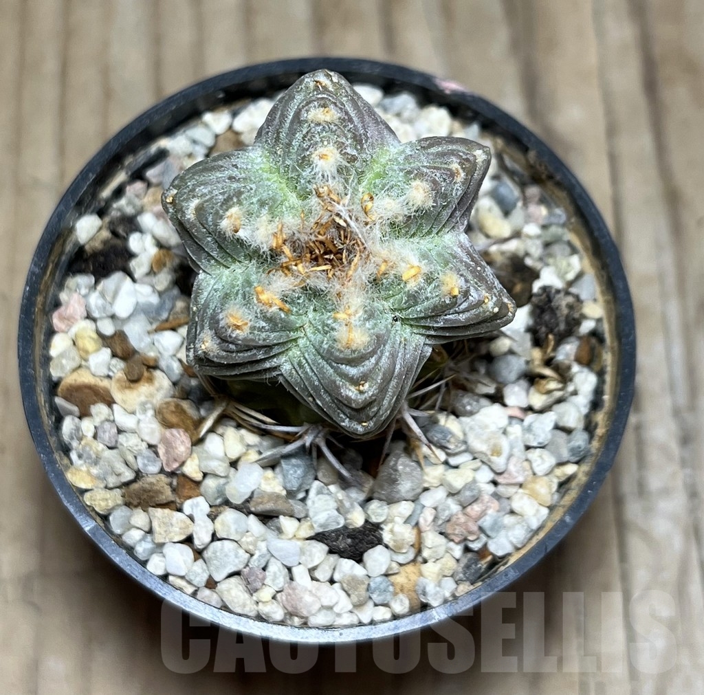 SHPR24407 Aztekium valdezii GCG 10893, grafted - Зображення 2