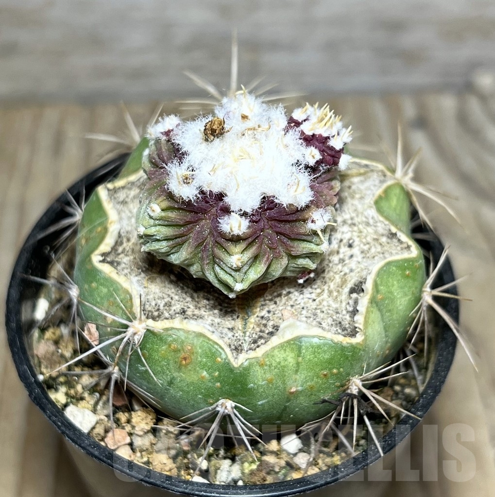 SHPR24408 Aztekium ritteri f. deoressum VM 1040, grafted