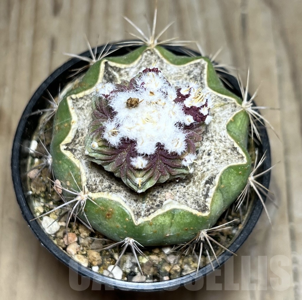 SHPR24408 Aztekium ritteri f. deoressum VM 1040, grafted - Imagen 2