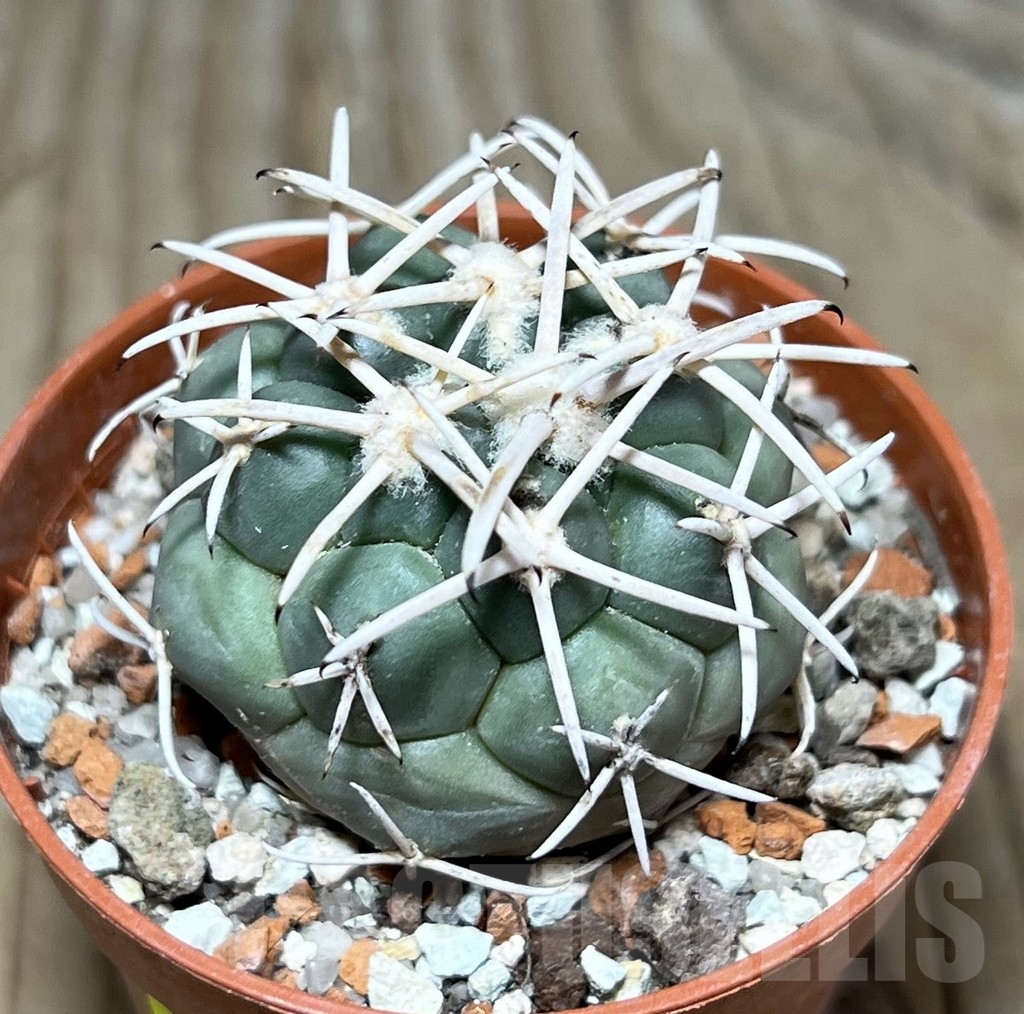 SHPR24419 Coryphantha valida