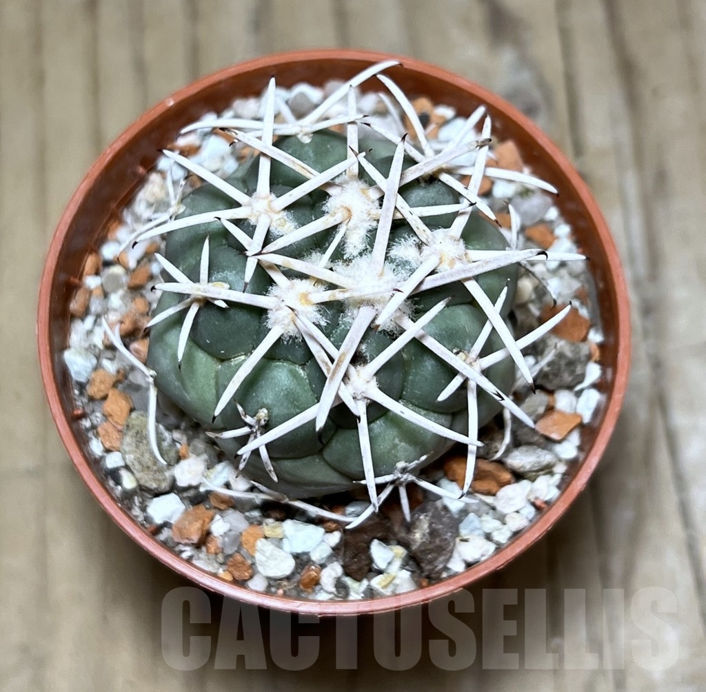 SHPR24419 Coryphantha valida - Image 2