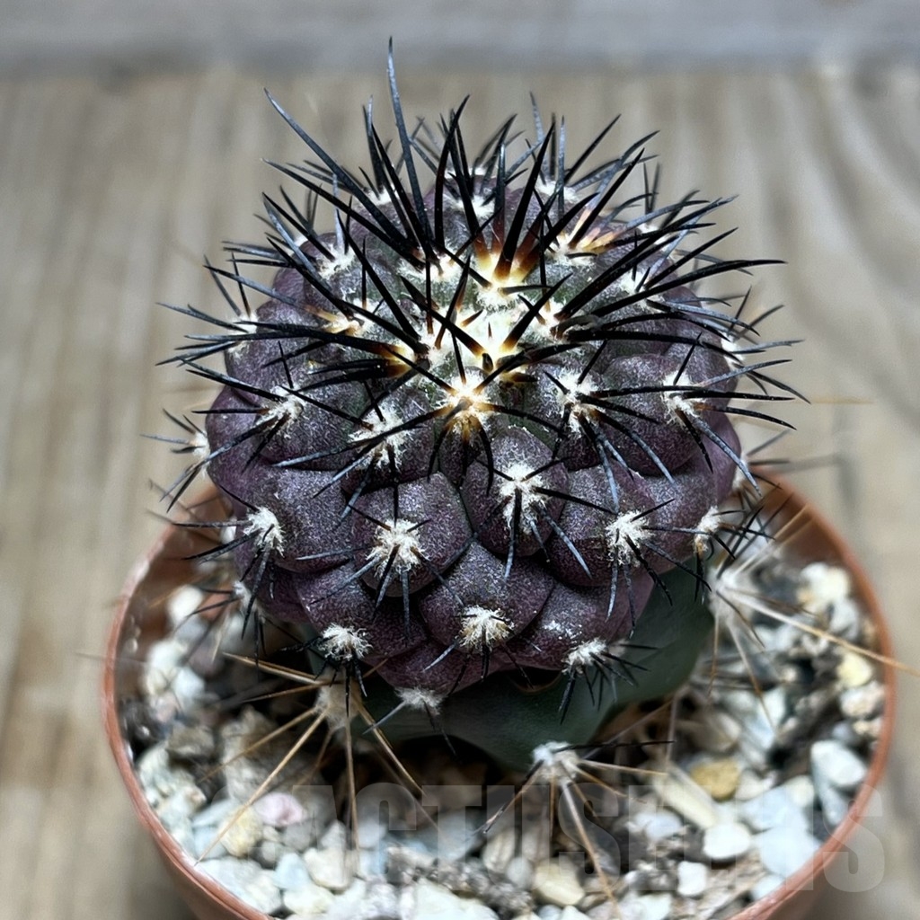 SHPR24478 Copiapoa longistaminea selection GCG 15042, seedling grafted