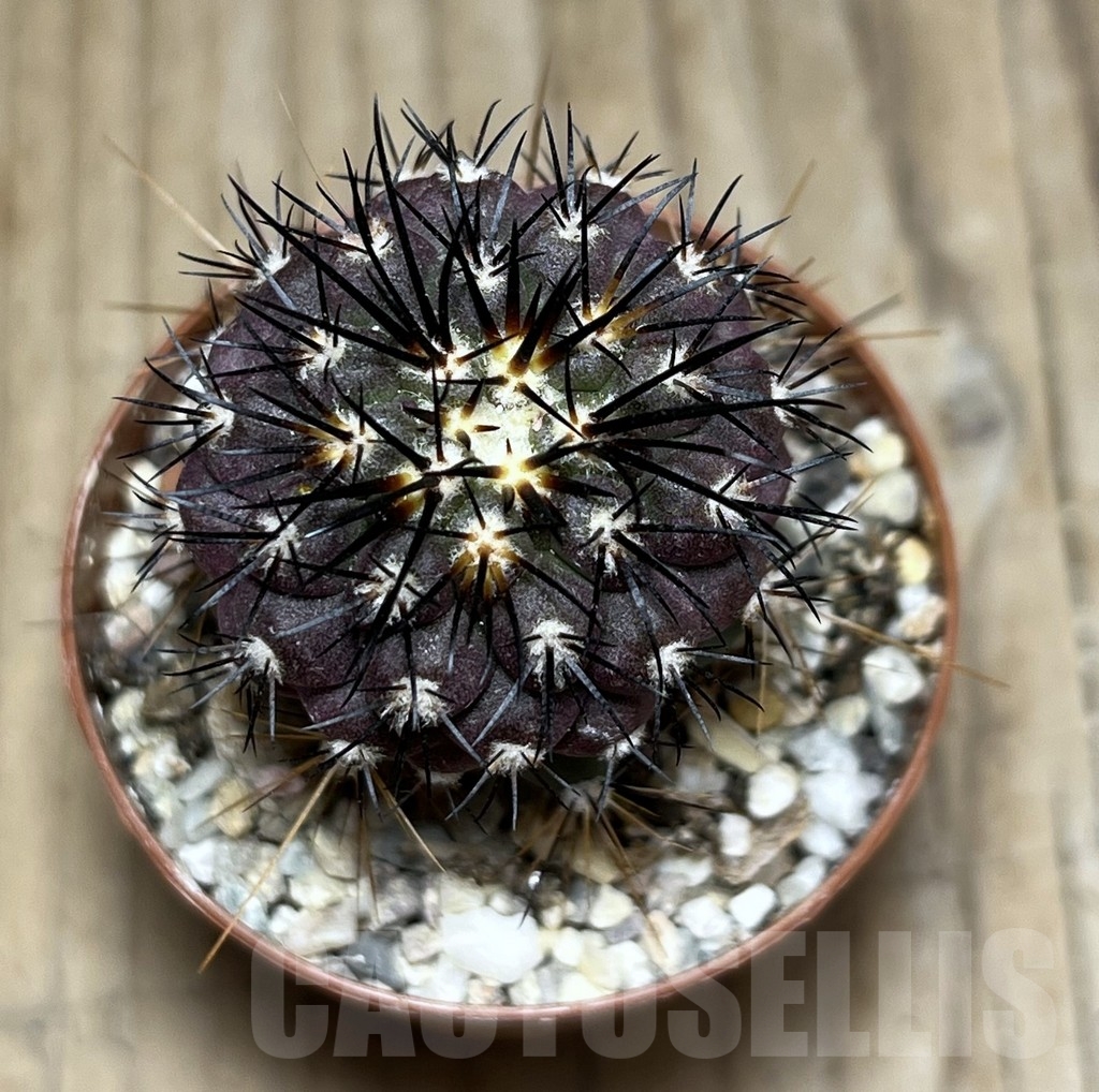 SHPR24478 Copiapoa longistaminea selection GCG 15042, seedling grafted - Image 2
