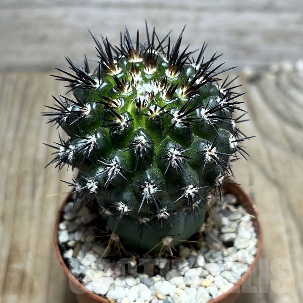 SHPR24486 Copiapoa cuprea, grafted