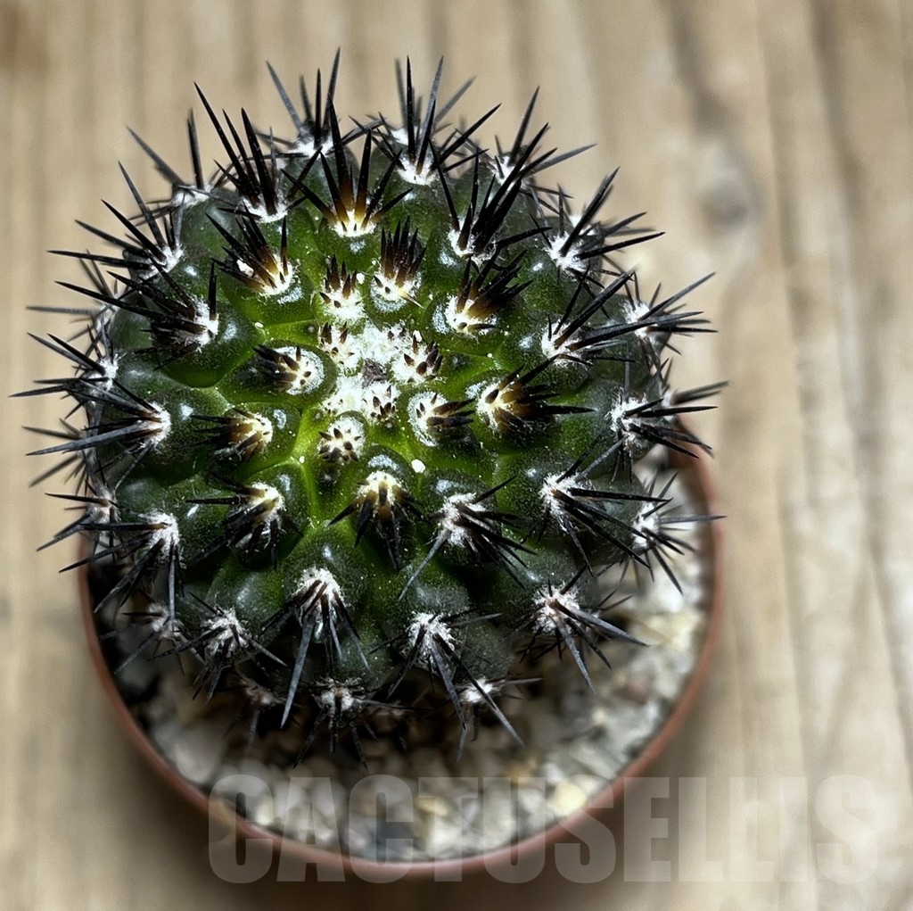 SHPR24486 Copiapoa cuprea, grafted - Imagen 2