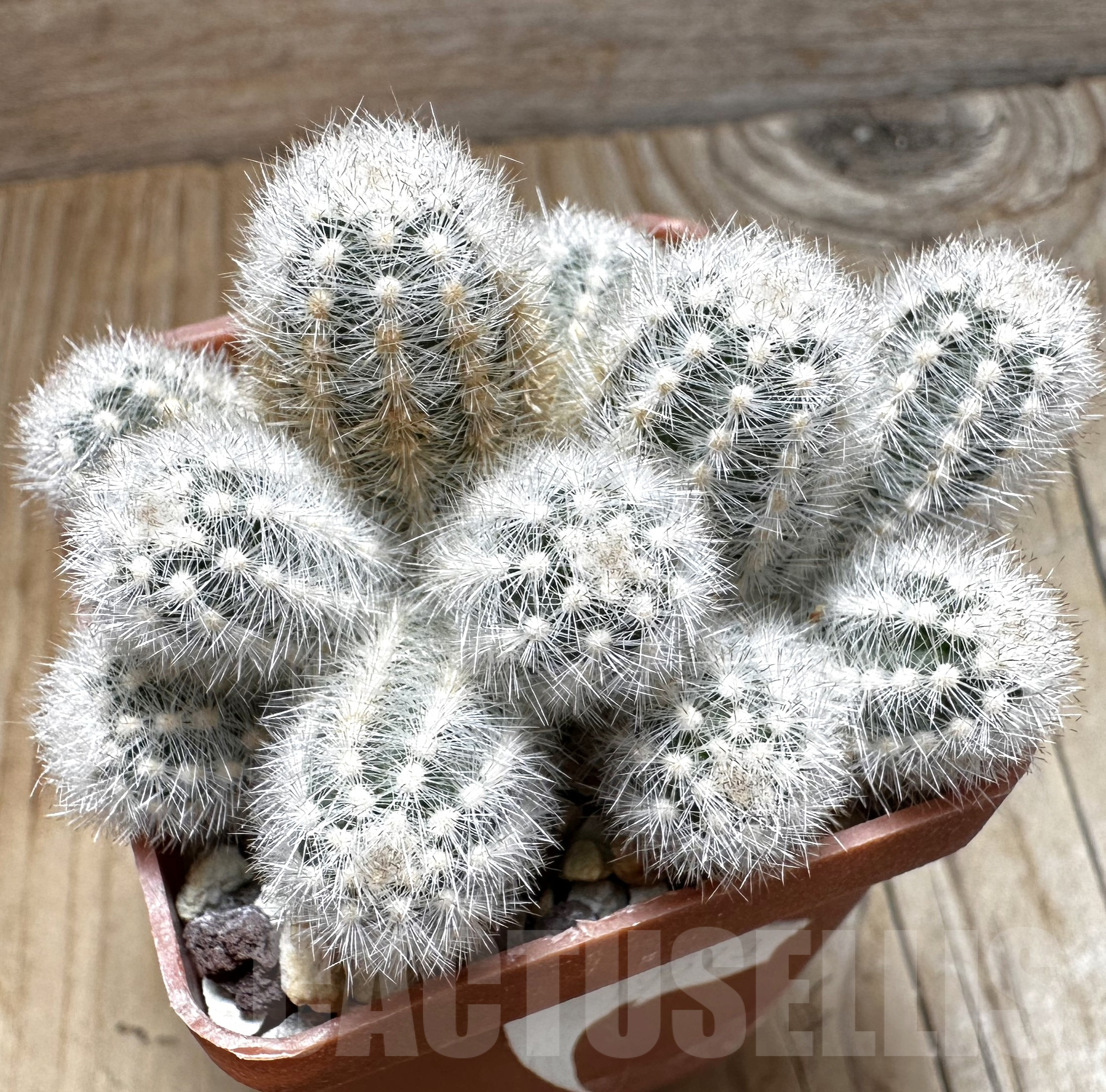 SHPR19573 Pygmaeocereus rowleyanus