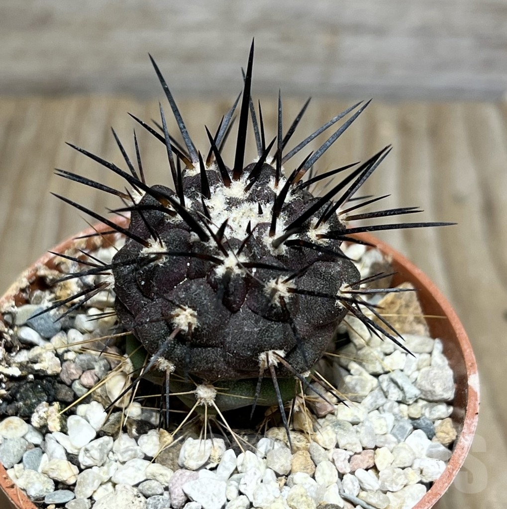 SHPR24494 Copiapoa dealbata v. carrizalensis GCG 15021s, grafted