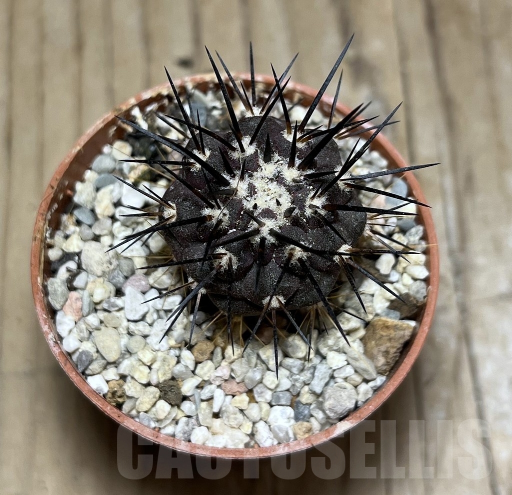 SHPR24494 Copiapoa dealbata v. carrizalensis GCG 15021s, grafted - Image 2