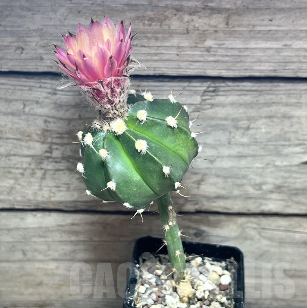 SHPR24604 Astrophytum asterias hybrid, hybrid - 画像 (2)