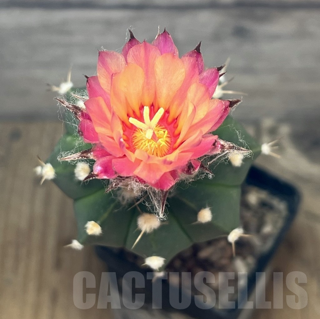 SHPR24604 Astrophytum asterias hybrid, hybrid