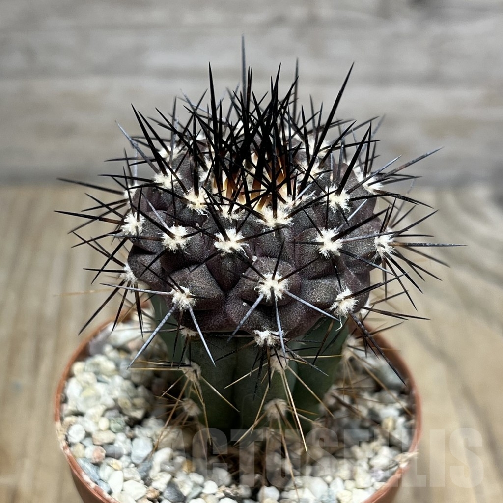 SHPR24508 Copiapoa columna-alba GCG 15015, grafted