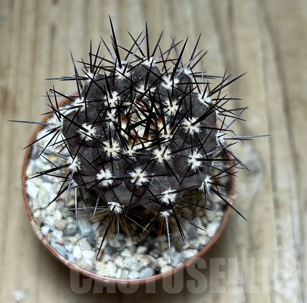 SHPR24508 Copiapoa columna-alba GCG 15015, grafted - Image 2