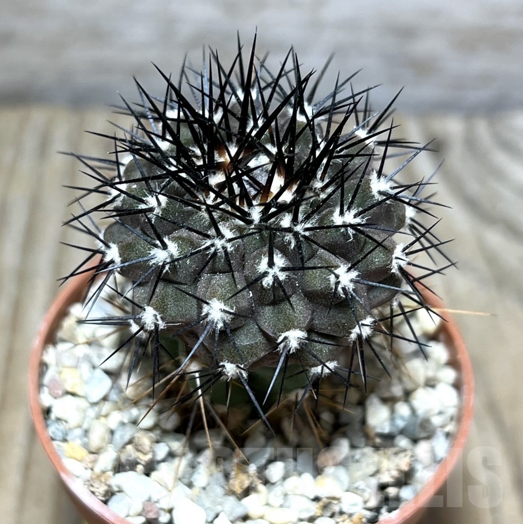 SHPR24511 Copiapoa columna-alba GCG 15015, grafted