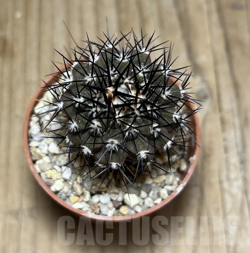 SHPR24511 Copiapoa columna-alba GCG 15015, grafted - Imagen 2