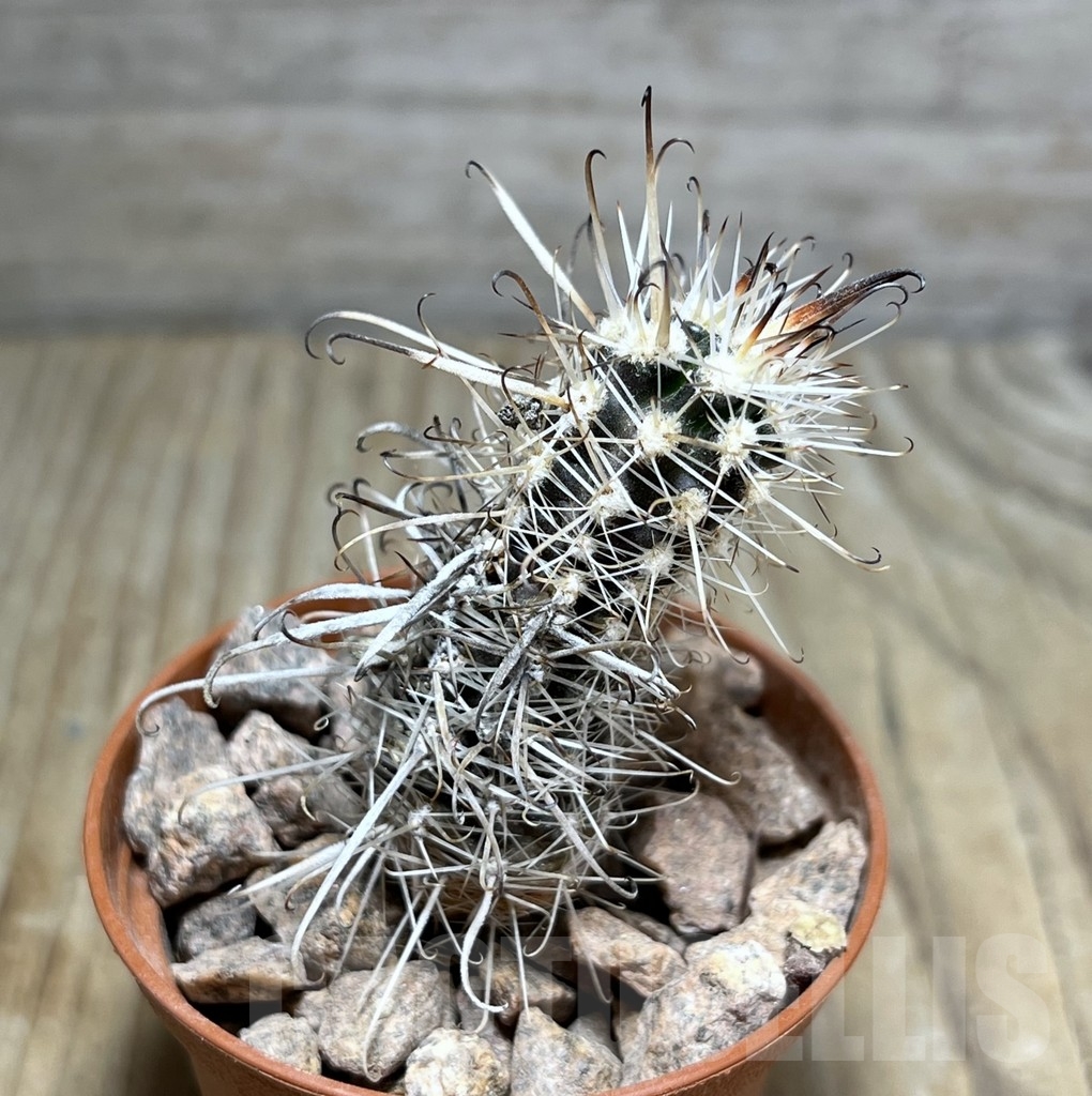 SHPR24525 Austrocactus PHA 2151 , grafted