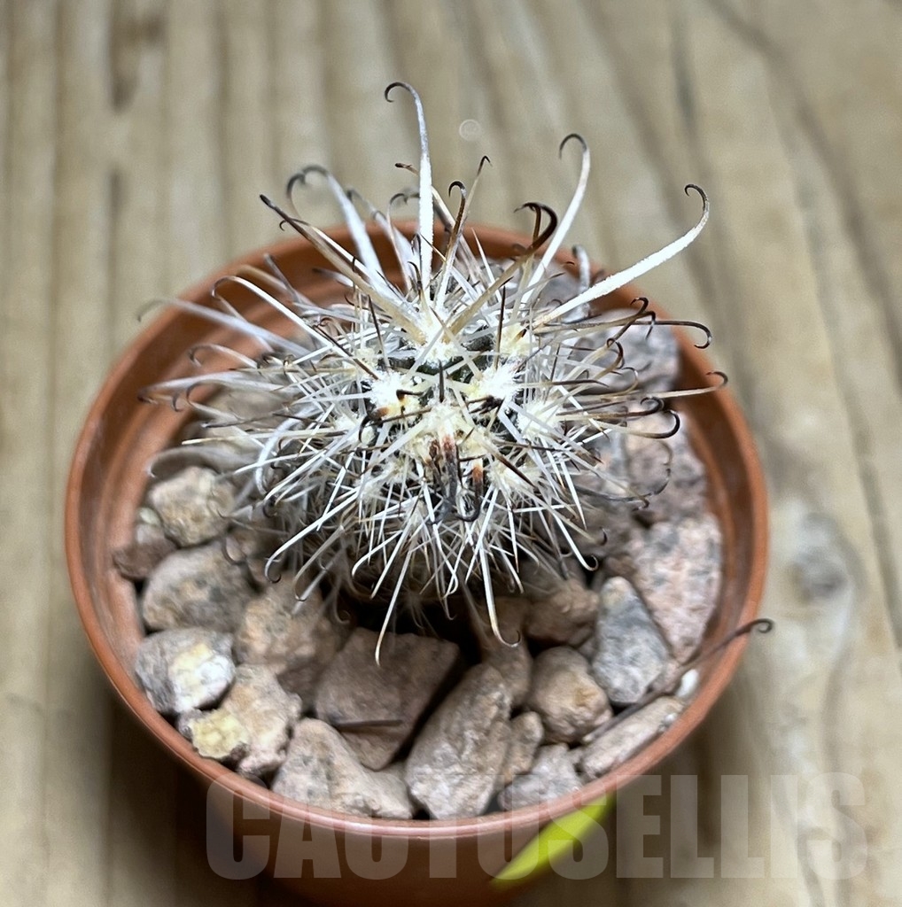 SHPR24525 Austrocactus PHA 2151 , grafted - Image 2