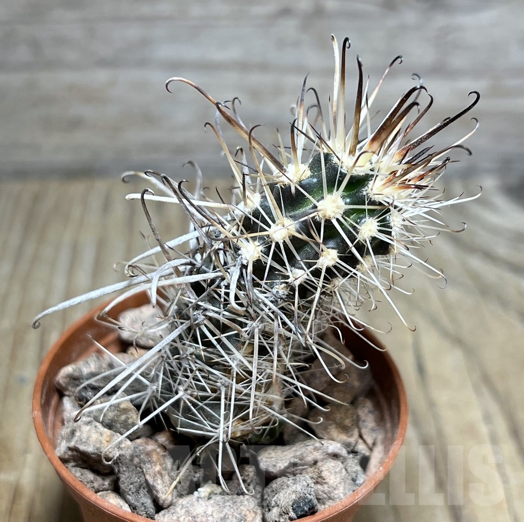 SHPR24527 Austrocactus PHA 2151 , grafted