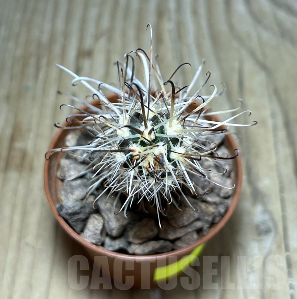 SHPR24527 Austrocactus PHA 2151 , grafted - Image 2