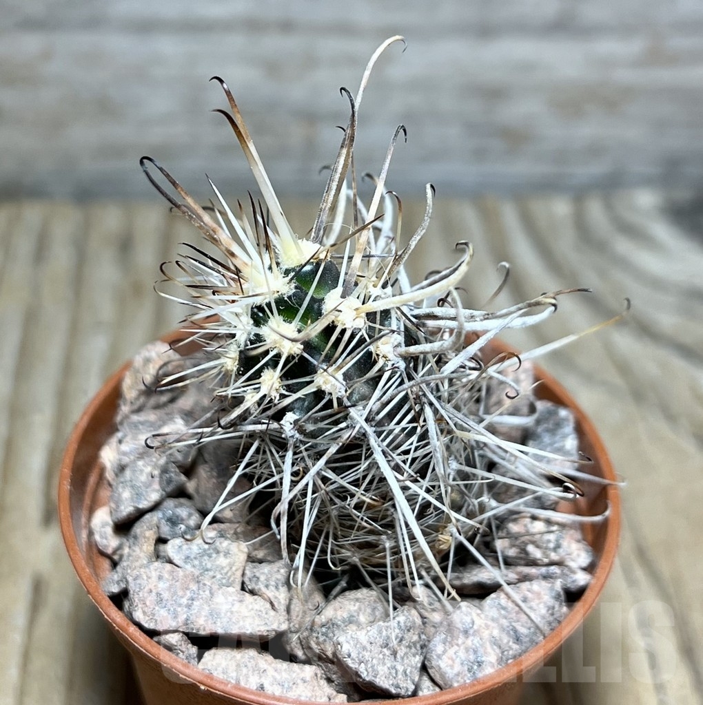 SHPR24528 Austrocactus PHA 2151 , grafted