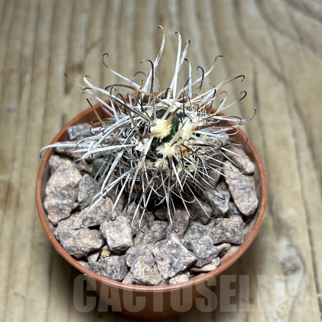 SHPR24528 Austrocactus PHA 2151 , grafted – Bild 2