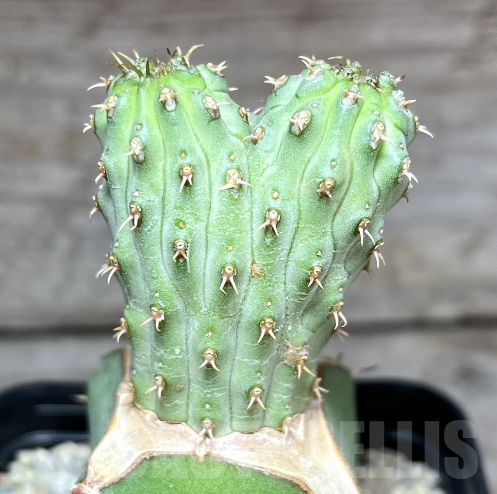 SHPR24605 Euphorbia multiclava, grafted