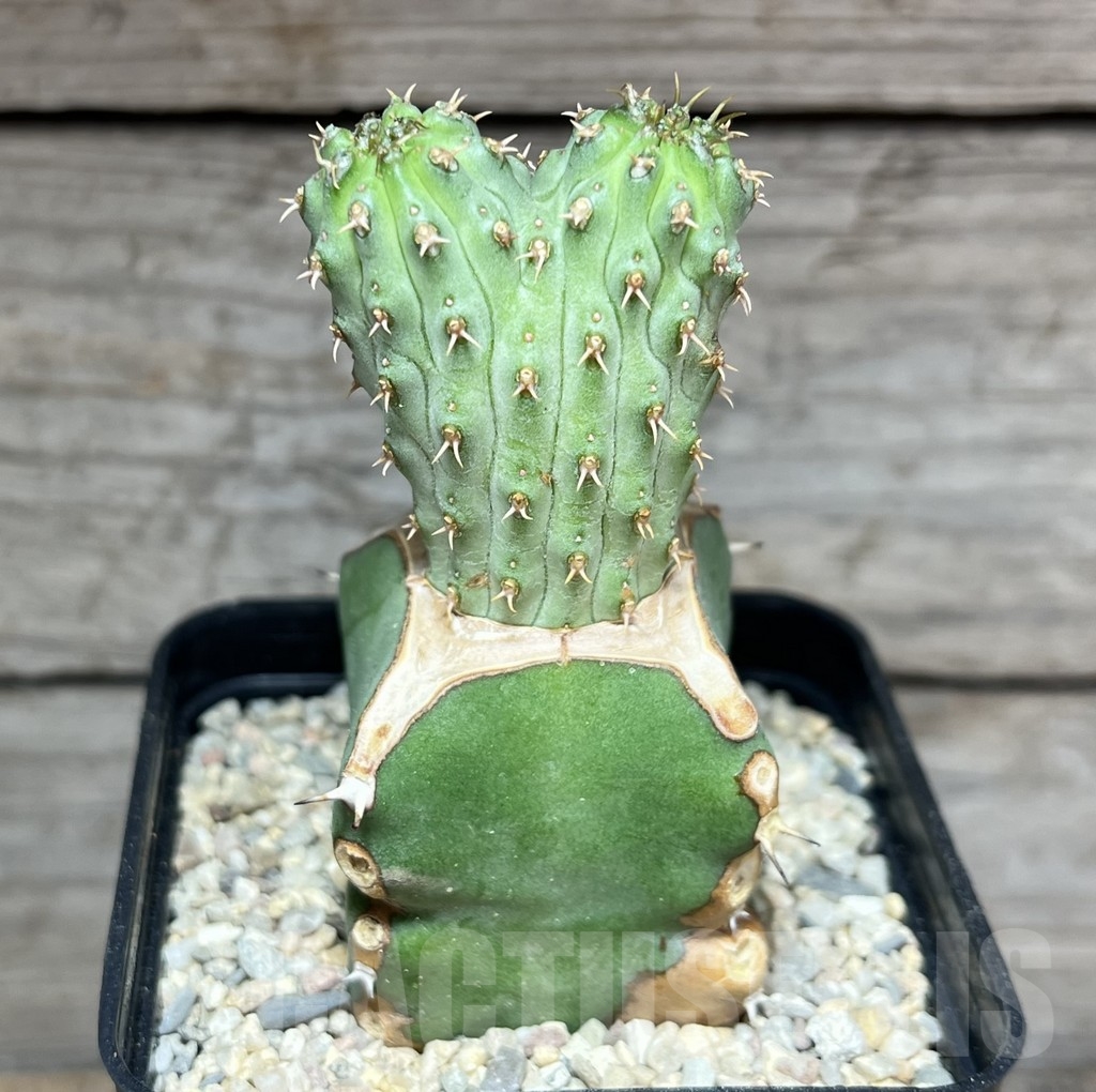 SHPR24605 Euphorbia multiclava, grafted - Image 2