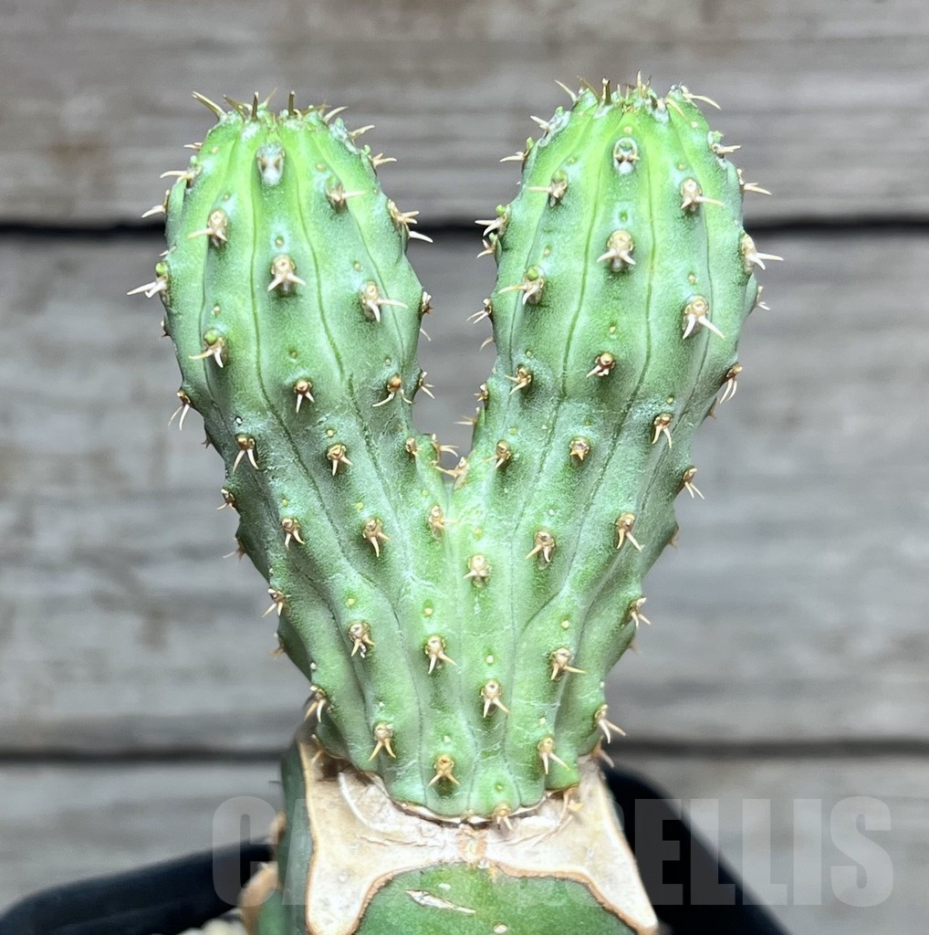 SHPR24607 Euphorbia multiclava, grafted