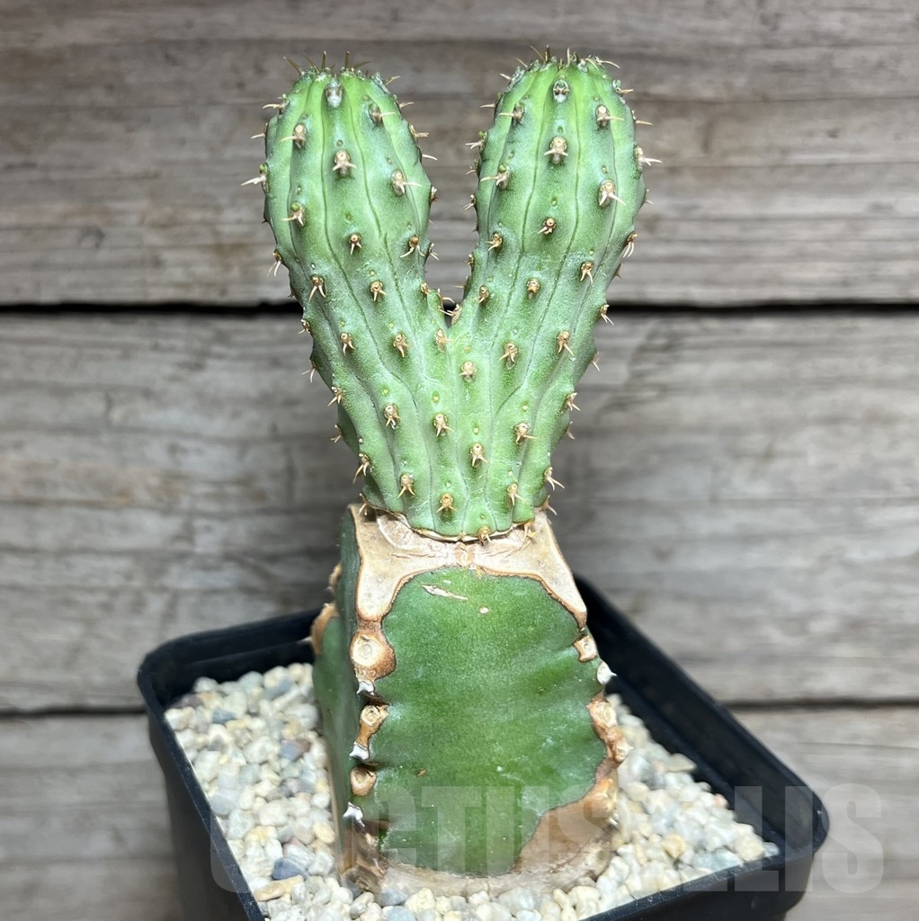 SHPR24607 Euphorbia multiclava, grafted - 画像 (2)