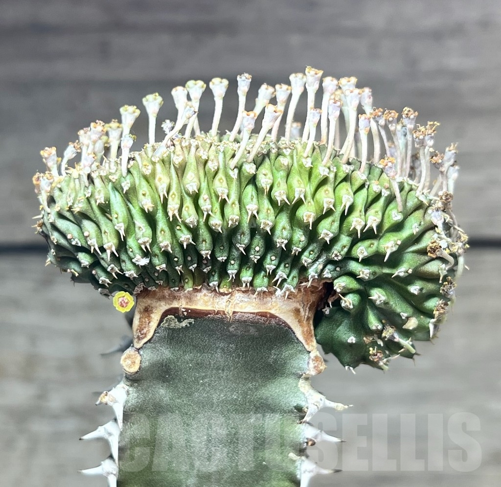 SHPR24608 Euphorbia phillipsioides f. cristata, grafted