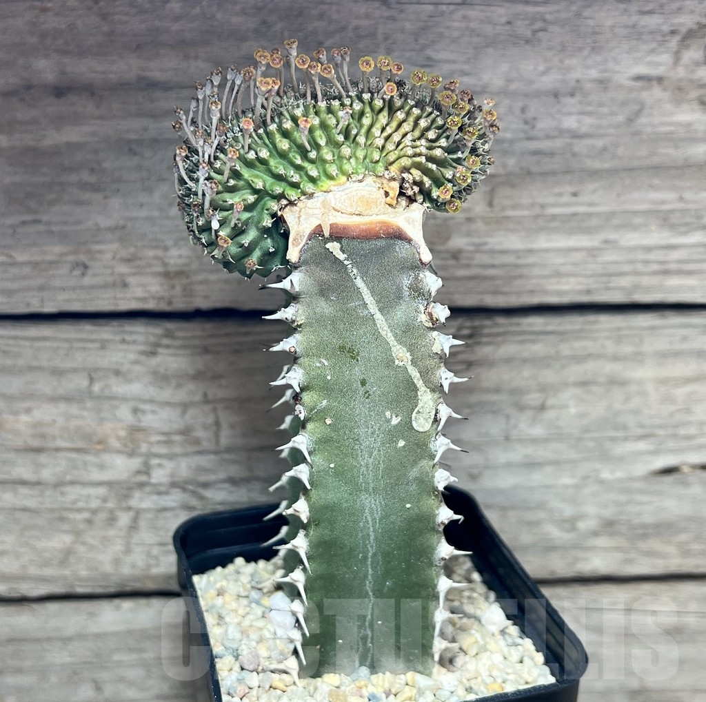 SHPR24608 Euphorbia phillipsioides f. cristata, grafted - Image 2