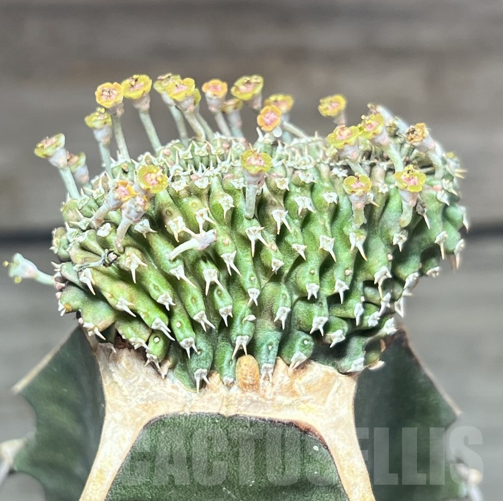 SHPR24609 Euphorbia phillipsioides f. cristata, grafted