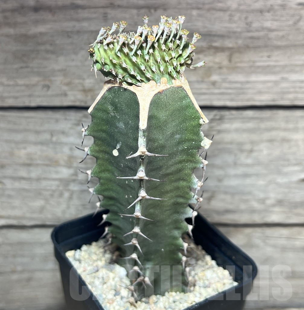 SHPR24609 Euphorbia phillipsioides f. cristata, grafted - immagine 2