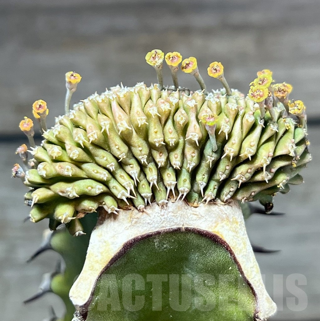 SHPR24610 Euphorbia phillipsioides f. cristata, grafted