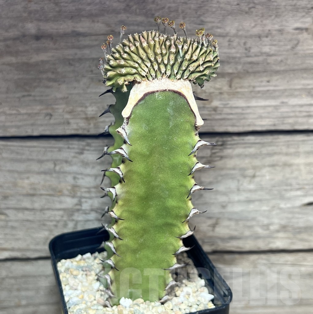 SHPR24610 Euphorbia phillipsioides f. cristata, grafted - Obrázek 2