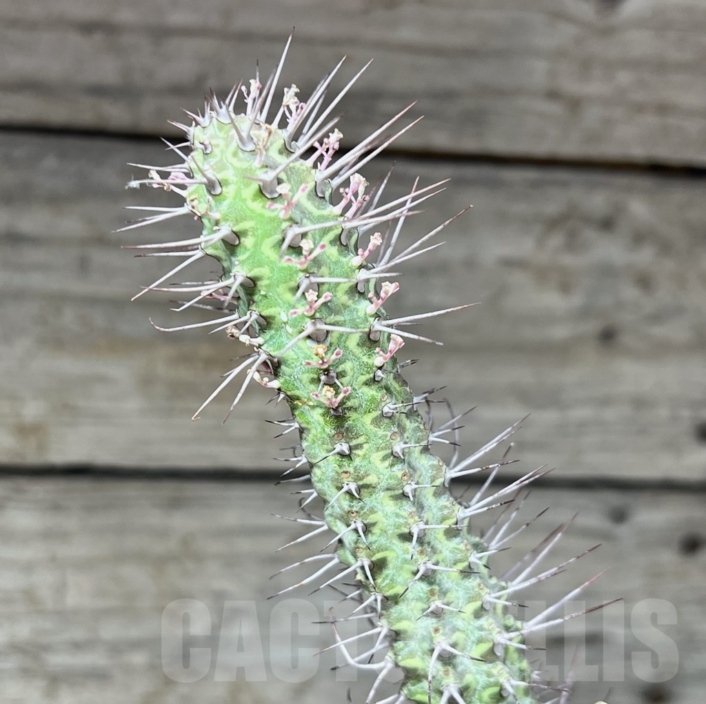 SHPR24611 Euphorbia inaequispina, grafted
