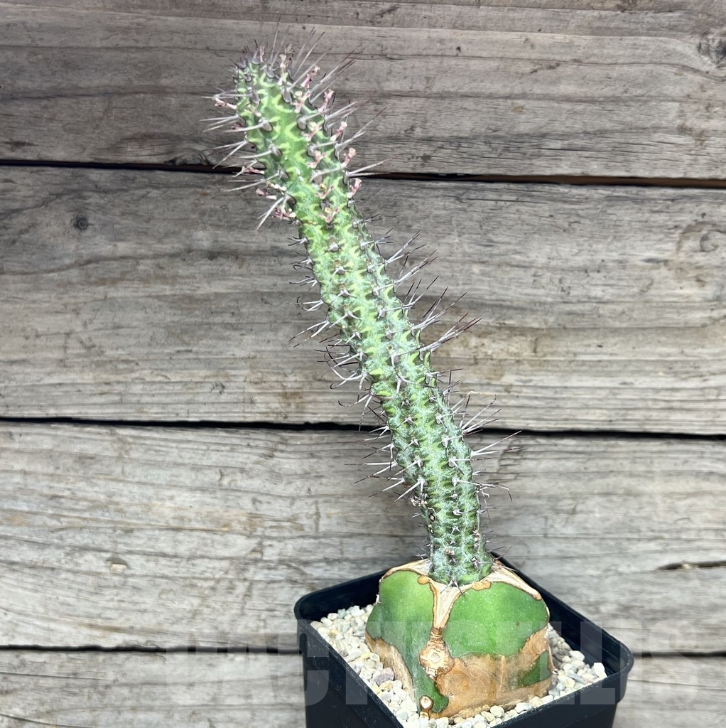 SHPR24611 Euphorbia inaequispina, grafted - Obrázek 2