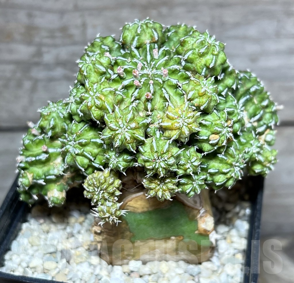 SHPR24612 Euphorbia sepulta, grafted