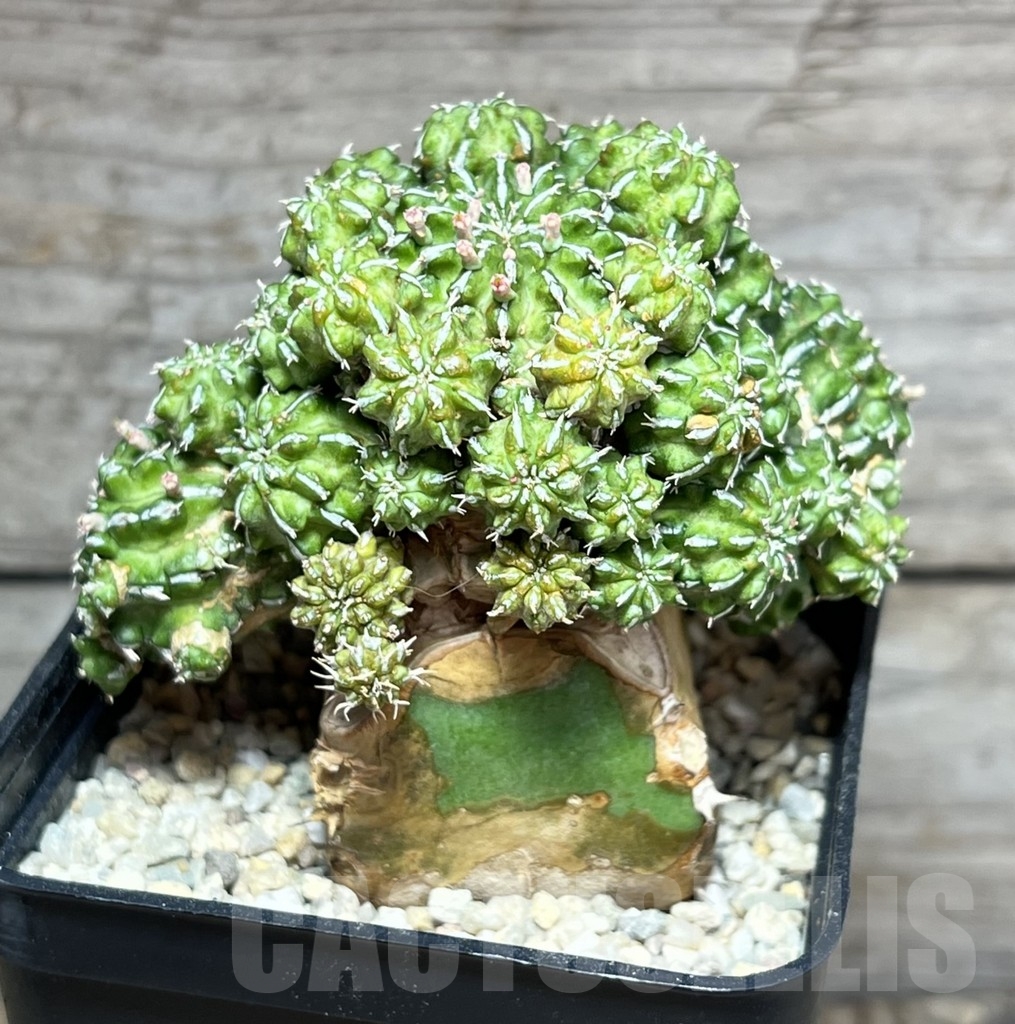 SHPR24612 Euphorbia sepulta, grafted – Image 2