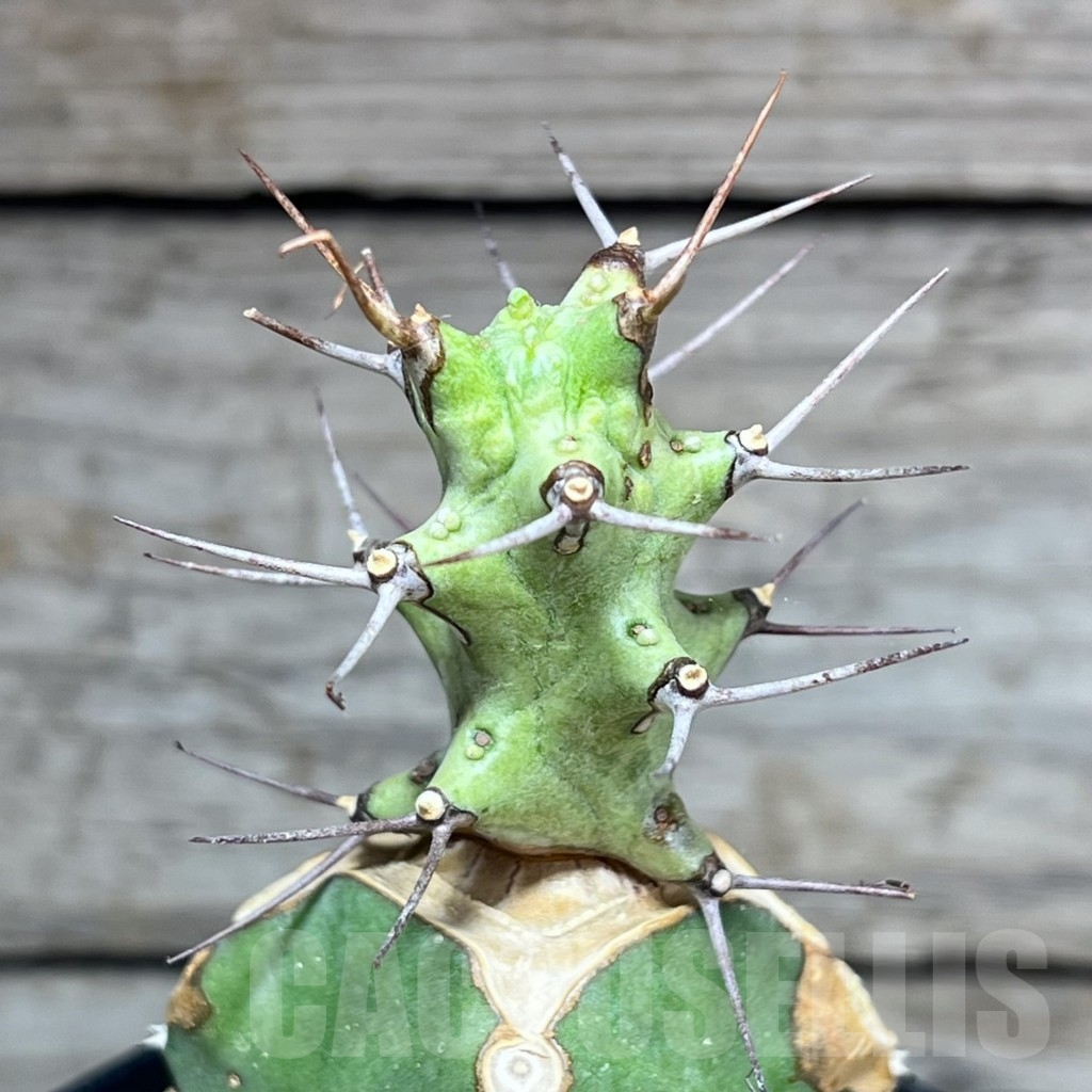 SHPR24613 Euphorbia atrox, grafted