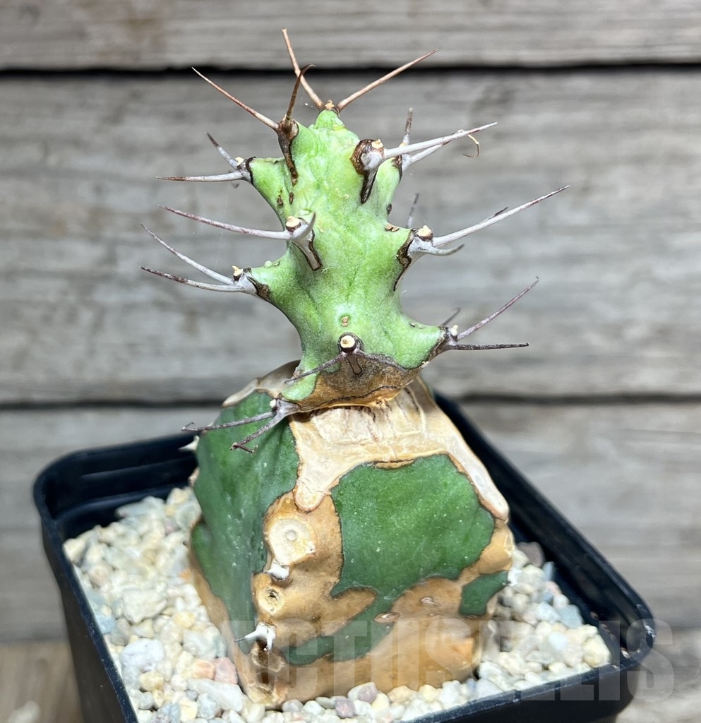 SHPR24613 Euphorbia atrox, grafted - Image 2