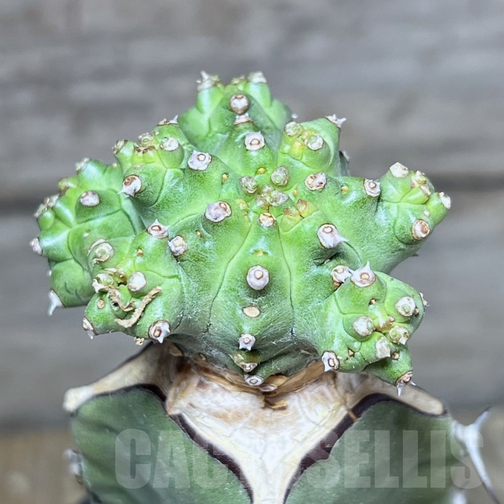 SHPR24615 Euphorbia mosaica, grafted