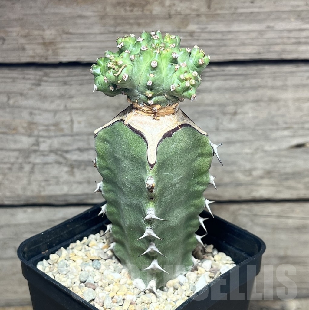 SHPR24615 Euphorbia mosaica, grafted - Image 2