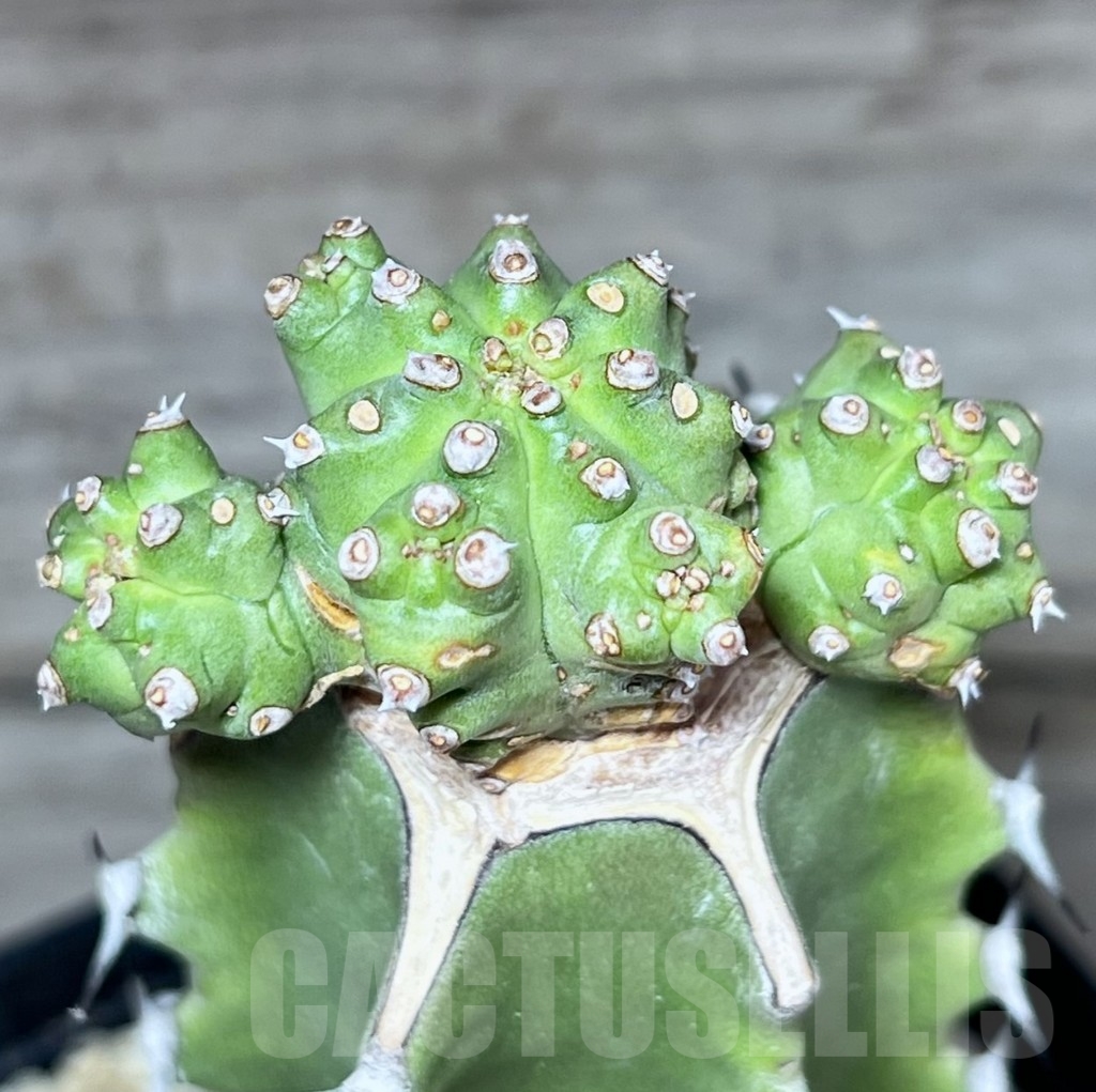 SHPR24617 Euphorbia mosaica, grafted