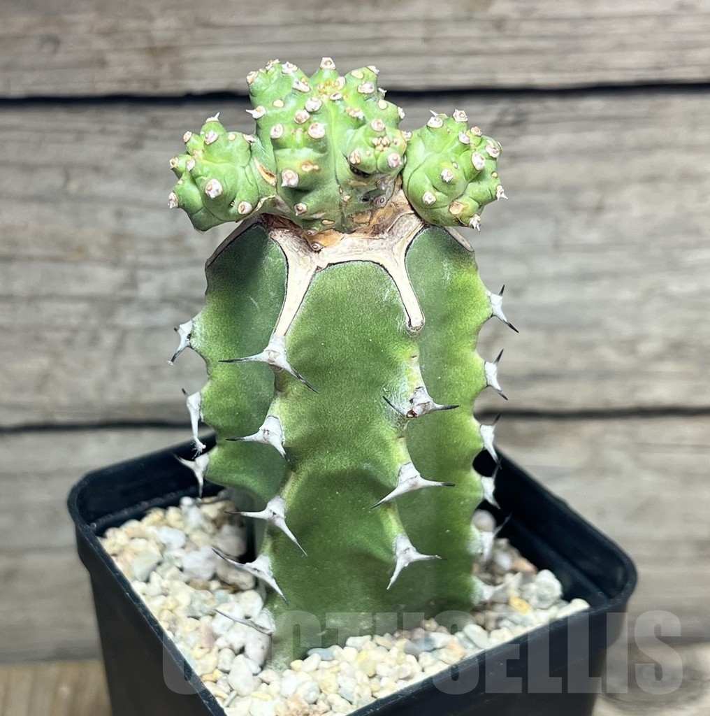 SHPR24617 Euphorbia mosaica, grafted - Image 2