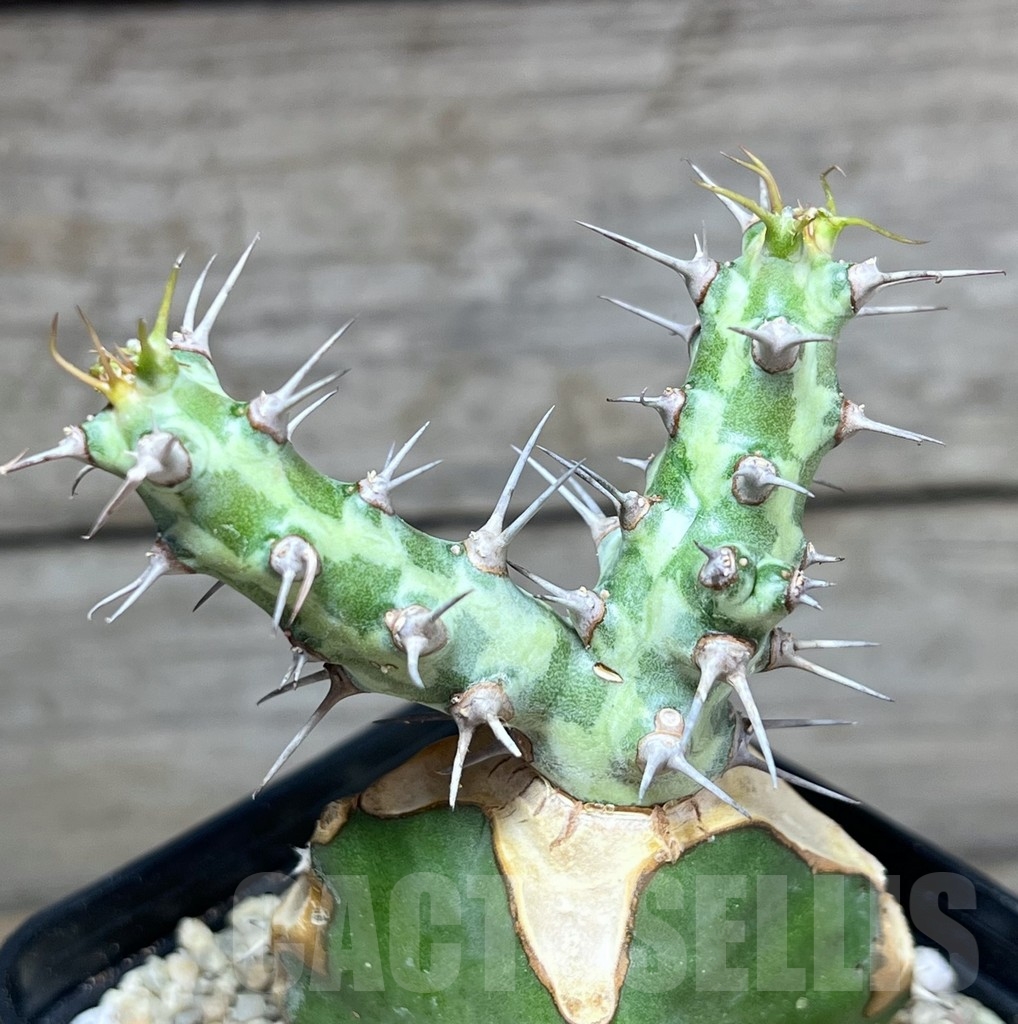 SHPR24618 Euphorbia horwoodii, grafted